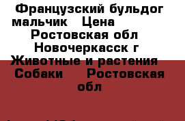 Французский бульдог мальчик › Цена ­ 13 000 - Ростовская обл., Новочеркасск г. Животные и растения » Собаки   . Ростовская обл.